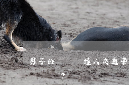 男子公園駕車撞人 交通肇事刑事拘留多少天？